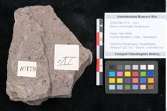 Foto (Objekt + Etikett) von Quercus lonchitoides Ettingshausen (NHMW-GEO-2024-0188-10179)